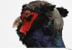 Head Pheasant Animal photo references